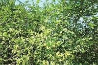 九游会老哥俱乐部,油茶莳植生产加工销售,植物油莳植生产加工销售